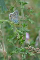 Vertical closeup on a European Mediterranean Common blue butterfly, with closed wings in the vegetation