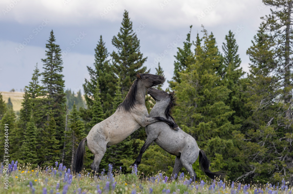 Sticker Wild Horse Stallions Fighting in Summer in the Pryor Mountains Montana