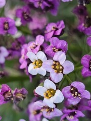flowers close up, flowers in the garden