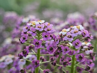 Obraz premium flowers in the garden
