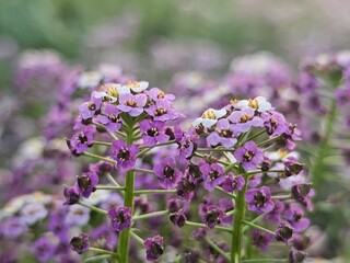 Obraz premium flowers in the garden
