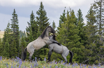 Wild Horse Stallions Fighting in Summer in the Pryor Mountains Montana