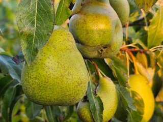pears on a branch, pears on a tree