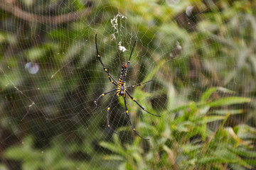 A large black and yellow golden orb weaver spider in its web on a hiking trail in Hong Kong.