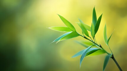 Obraz premium Close-up of fresh green bamboo leaves