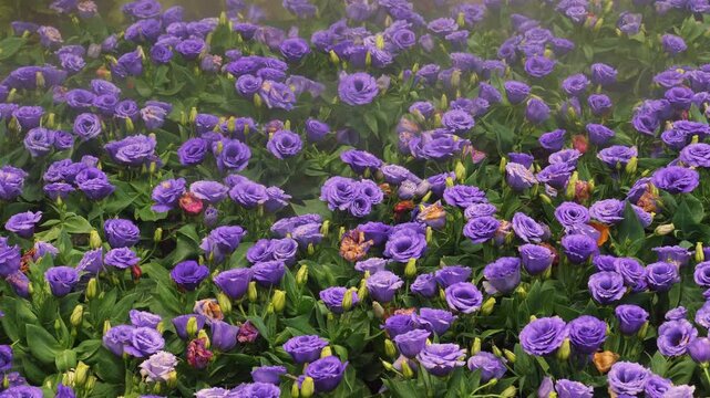 Vibrant field of purple flowers blooming in full, showcasing beauty of nature and garden cultivation. Floral Scenery and Natural Beauty