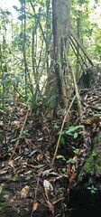 A rainforest in Libreville Gabon Africa