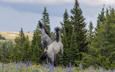 Wild Horse Stallions Fighting in Summer in the Pryor Mountains Montana