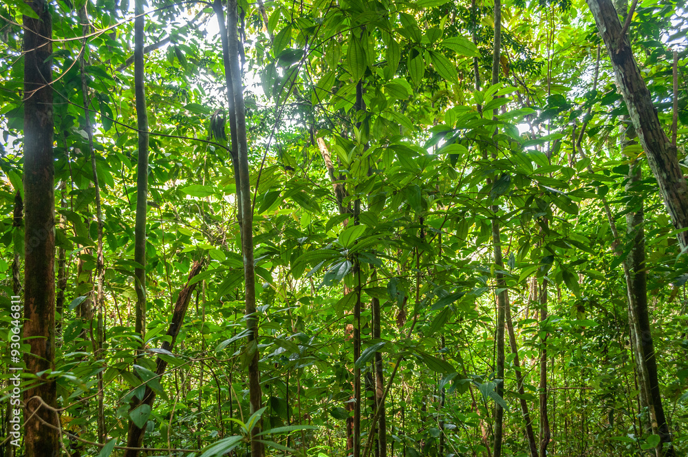 Wall mural colombian tropical rainforest beautiful and wild scenery