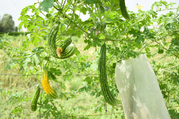 Bitter gourd or Green Bitter gourd hanging from a tree on a vegetable farm, ripe bitter gourd hanging from its vine within a greenhouse environment, Vegetable farm. Agriculture. Bitter gourd plant