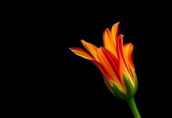 Red gerbera daisy flower close up wallpaper