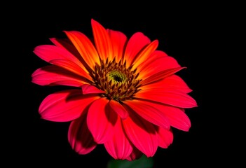 Red gerbera daisy flower close up wallpaper