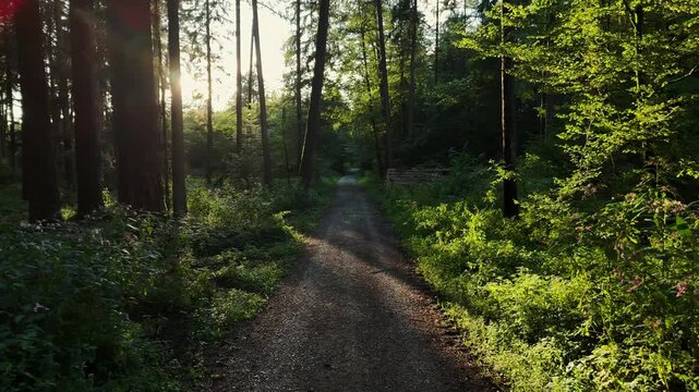 Walking path and sunlight in the forest in summer where the sun sets