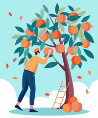 A gardener harvests peaches from a peach tree