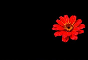 Red gerbera daisy flower close up wallpaper