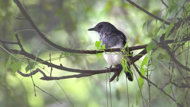Oriental magpie-robin

The Oriental magpie-robin is a small passerine bird that was formerly classed as a member of the thrush family Turdidae, but now considered an Old World flycatcher. 