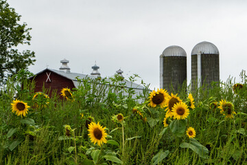 sunflowers and red barn