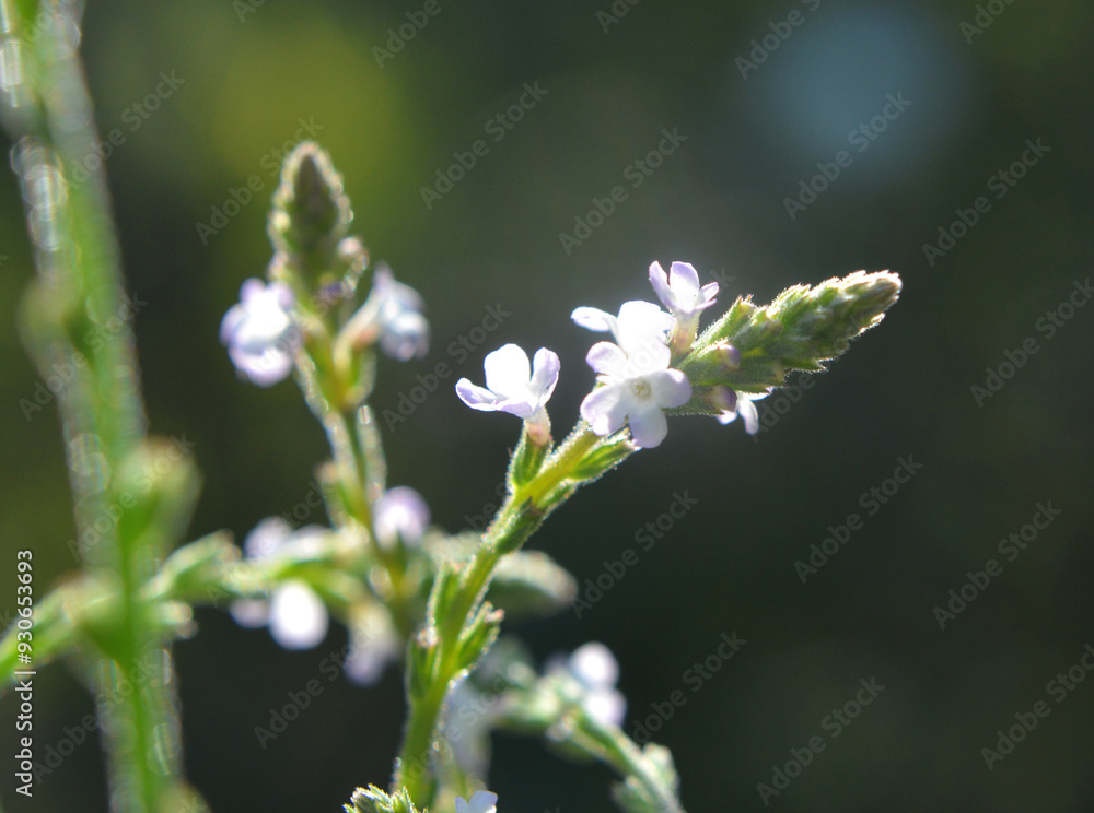 Sticker The medicinal plant Verbena officinalis grows in nature