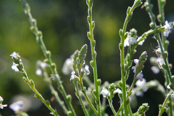 The medicinal plant Verbena officinalis grows in nature