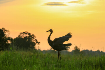 Obraz premium The sarus crane is a large nonmigratory crane and a rare bird that lives in wetlands and organic rice fields in Buriram Province, Thailand