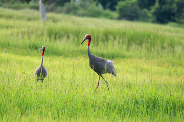 The sarus crane is a large nonmigratory crane and a rare  bird that lives in wetlands and organic rice fields in Buriram Province, Thailand
