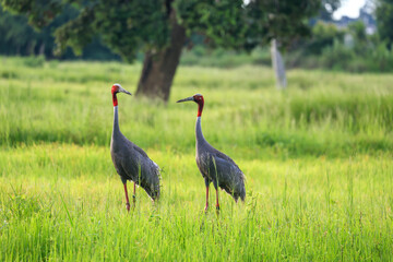 The sarus crane is a large nonmigratory crane and a rare  bird that lives in wetlands and organic rice fields in Buriram Province, Thailand