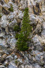 Trees growing on rocks in the Rocky Mountains in Colorado
