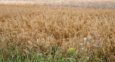 Golden oat field