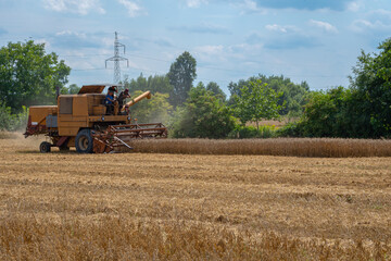 Fototapeta premium Tractor harvesting grain in a field. Men working