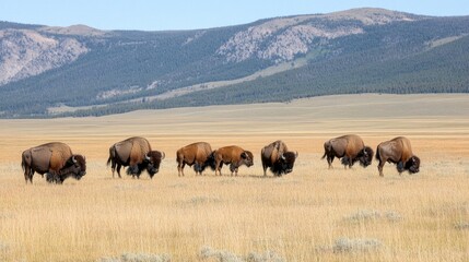 Fototapeta premium Bison and a calf graze in a lush meadow, with green hills and fallen trees creating a serene backdrop under a clear blue sky