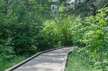 boardwalk, woods, nature, trees, green, forest, path, tree, park, landscape, wood, summer, trail, way, pathway, country, spring, grass, rural, bridge, wooden, leaf, outdoor, natural, footpath, path
