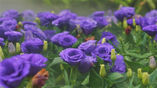 Blooming purple lisianthus flowers in lush garden under soft sunlight, showcasing beauty of nature and vibrant colors. Nature and Gardening.