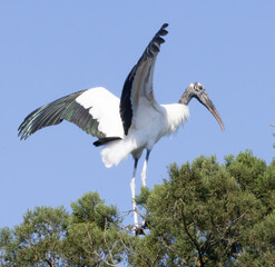 Wood stork in nature