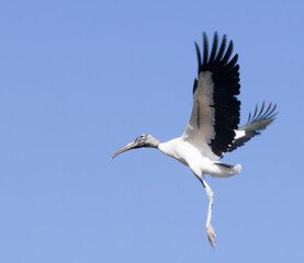 Wood stork in nature