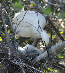 Snowy Egret outdoors