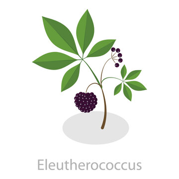 3D Isometric Flat Vector Set of Healing Herbs, Herbal Medicine. Item 5