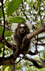 Lemur on a Tree Branch