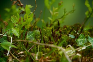 Tief im Wald