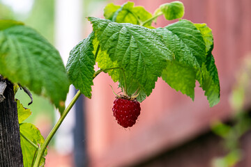 Red juicy raspberry berry hangs on the bush,  amongst the green leaves.