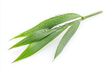 Obraz premium A sprig of bamboo leaves with dew drops symbolizing nature, freshness, growth, purity, and tranquility.