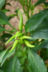 bunch of green chilies on plant, Chili pepper fruit on plant in organic garden agriculture farm, Chilies grow in farm, Green chili plants with leaves, fresh green pepper, green Chili Closeup