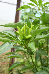 Obraz premium bunch of green chilies on plant, Chili pepper fruit on plant in organic garden agriculture farm, Chilies grow in farm, Green chili plants with leaves, fresh green pepper, green Chili Closeup
