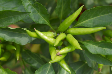 bunch of green chilies on plant, Chili pepper fruit on plant in organic garden agriculture farm, Chilies grow in farm, Green chili plants with leaves, fresh green pepper, green Chili Closeup