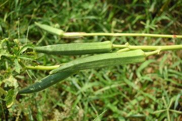 Lady finger or Okra on a plant, Fresh okra plant, Okra closeup on the tree, Lady Fingers or Okra vegetable on plant in farm organic vegetables, Close up of Lady finger, Chakwal, Punjab, Pakistan