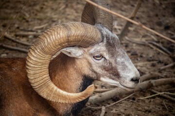 Mountain sheep close-up in the park