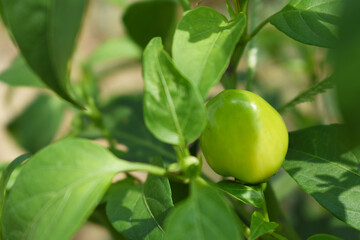 fresh green chili on plant closeup, chili plants in organic farming, Chilies closeup in field, Green chili plant in a farmer's field, Ripe green chili on a plant in Chakwal, Punjab, Pakistan