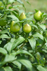 fresh green chili on plant closeup, chili plants in organic farming, Chilies closeup in field, Green chili plant in a farmer's field, Ripe green chili on a plant in Chakwal, Punjab, Pakistan