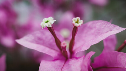 Obraz premium close up of pink flower