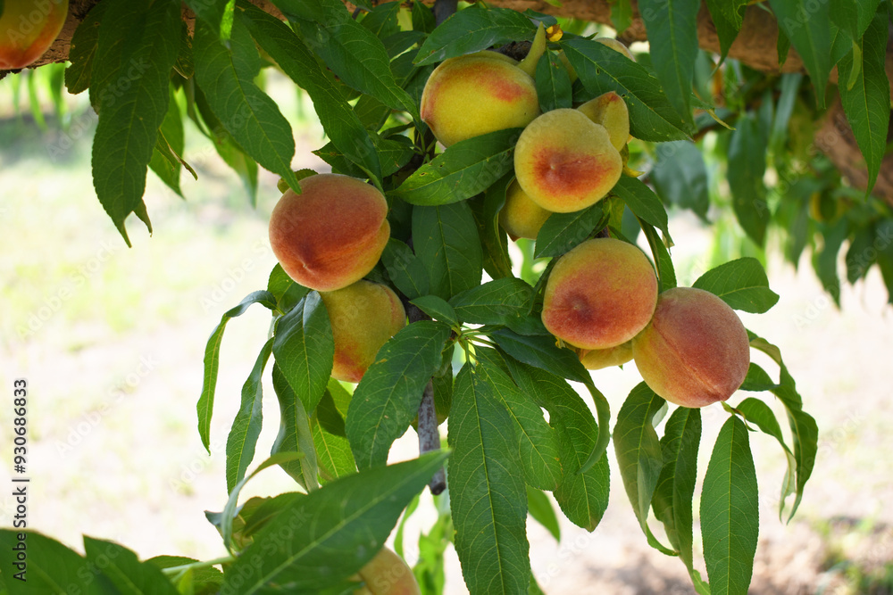 Wall mural fresh young unripe peach fruits on a tree branch with leaves closeup, a bunch of unripe peaches on a