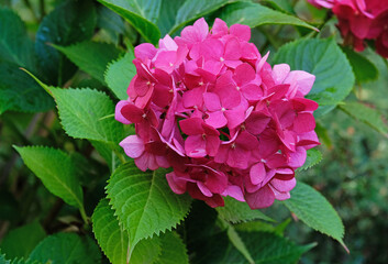 Hydrangea blooming in the garden